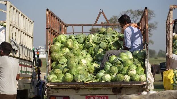 View of a man sitting on a truck loaded with cabbages Nepal. View of a man sitting on a truck loaded with cabbages Nepal.