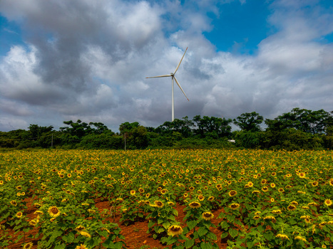 Aerial view of a vibrant sunflower field under a cloudy sky with a wind turbine standing in the background in Hampi Karnataka India.