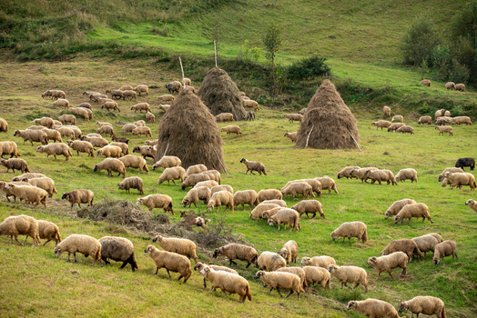 View of a large flock of sheep grazing in a green pasture with traditional haystacks on rolling hills in Alba County Romania. View of a large flock of sheep grazing in a green pasture with traditional haystacks on rolling hills in Alba County Romania.