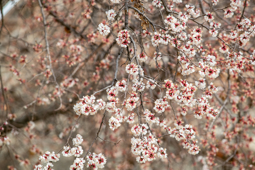 View of delicate white and pink apricot blossoms blooming on tree branches near the historic Altit Fort in Altit Gilgit Pakistan. View of delicate white and pink apricot blossoms blooming on tree branches near the historic Altit Fort in Altit Gilgit Pakistan.