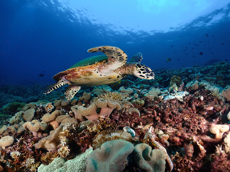 View of a hawksbill sea turtle swimming over a vibrant coral reef in Raja Ampat Southwest Papua Indonesia.