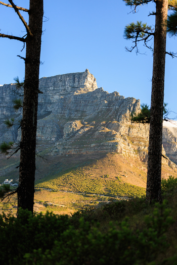 View of the majestic Table Mountain rises framed by dark trees contrasting with the sunlit slopes and blue sky Cape Town Western Cape South Africa.