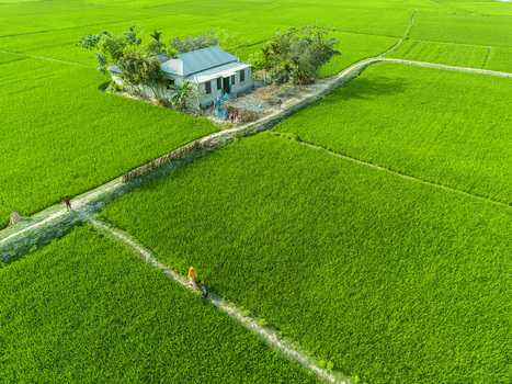 Nilphamari Bangladesh 06 March 2025 Aerial view of a small rural house surrounded by lush green rice fields and narrow dirt paths with people walking.
