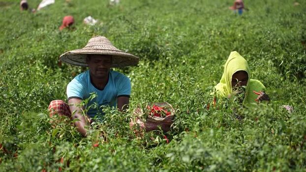 View of farmers harvesting red chili peppers in Bogura Bangladesh. View of farmers harvesting red chili peppers in Bogura Bangladesh.