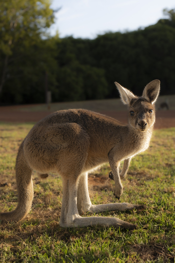 View of a kangaroo standing on a grassy field during golden hour with trees in the background in Pemberton Western Australia Australia.
