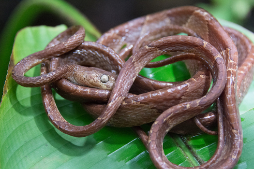 View of a brown snake coiled on a large green leaf in Costa Rica. View of a brown snake coiled on a large green leaf in Costa Rica.