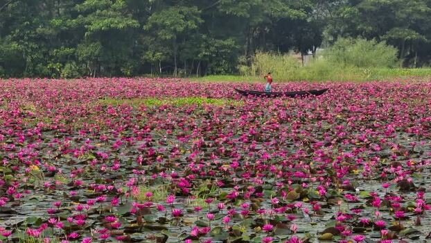 View of a person in a boat on a pink water lily pond Bangladesh. View of a person in a boat on a pink water lily pond Bangladesh.