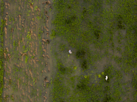 Aerial view of two people walking through a flooded agricultural field in Sumbawa West Nusa Tenggara Indonesia. Aerial view of two people walking through a flooded agricultural field in Sumbawa West Nusa Tenggara Indonesia.