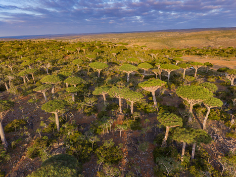Aerial view of a surreal forest of umbrella shaped Dragon s Blood trees their canopies a vibrant green against the pale arid landscape Firmihin Socotra Yemen.