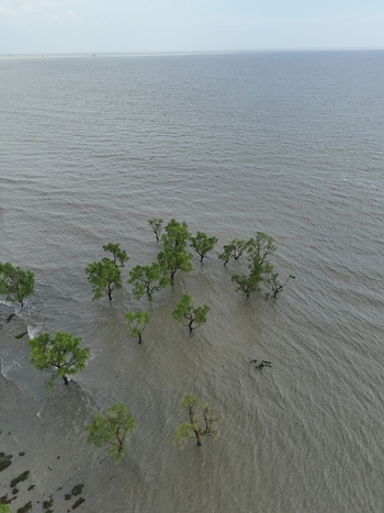 Aerial view of mangrove trees growing in the coastal waters of the Bay of Bengal with lush green foliage and calm sea surface in Sitakund Chittagong Division Bangladesh. Aerial view of mangrove trees growing in the coastal waters of the Bay of Bengal with lush green foliage and calm sea surface in Sitakund Chittagong Division Bangladesh.