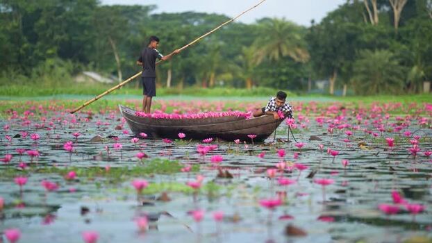 View of fishermen in a boat harvesting pink water lilies Bangladesh. View of fishermen in a boat harvesting pink water lilies Bangladesh.