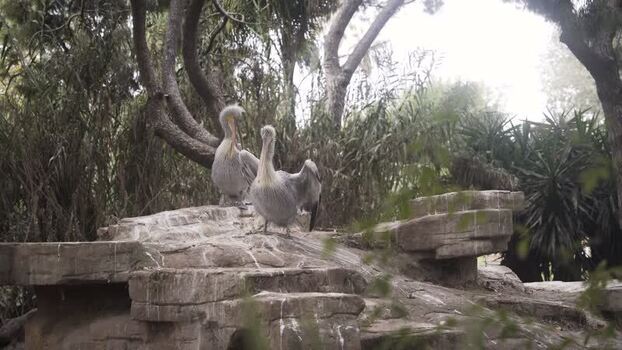 View of pelicans on a rocky ledge in Spain.