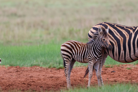 View of a tender zebra foal with its distinct black and white stripes standing beside a protective adult on reddish earth Kruger Park South Africa. View of a tender zebra foal with its distinct black and white stripes standing beside a protective adult on reddish earth Kruger Park South Africa.