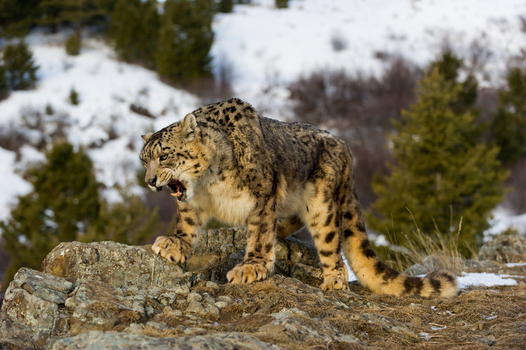 View of a snow leopard snarling on rocky terrain with a snowy mountain background and pine trees in the USA. View of a snow leopard snarling on rocky terrain with a snowy mountain background and pine trees in the USA.