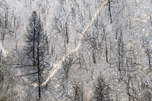 Aerial view of the charred forest landscape after a wildfire at Deliblato Sands with blackened tree trunks and ash covered ground along a winding path in Deliblato Vojvodina Serbia. Aerial view of the charred forest landscape after a wildfire at Deliblato Sands with blackened tree trunks and ash covered ground along a winding path in Deliblato Vojvodina Serbia.