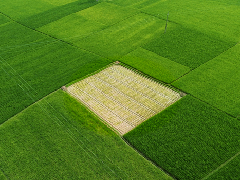 Aerial view of vibrant green rice paddies with a central square plot of golden harvested crops showcasing geometric agricultural patterns in Joypurhat Rajshahi Division Bangladesh. Aerial view of vibrant green rice paddies with a central square plot of golden harvested crops showcasing geometric agricultural patterns in Joypurhat Rajshahi Division Bangladesh.
