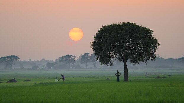 View of a large tree in a green field at sunset Bangladesh. View of a large tree in a green field at sunset Bangladesh.