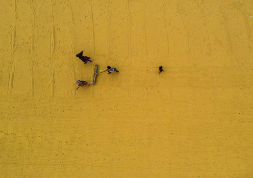 Brahmanbaria Bangladesh 15 August 2021 Aerial view of people spreading and drying harvested grain on a large yellow field.