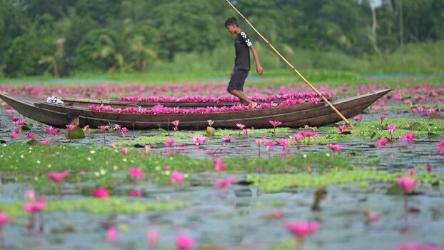 View of a man on a boat with pink water lilies Bangladesh. View of a man on a boat with pink water lilies Bangladesh.