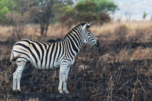 View of a zebra standing in a burnt savanna field with charred grass and sparse trees in the background Waterberg District Municipality Limpopo South Africa. View of a zebra standing in a burnt savanna field with charred grass and sparse trees in the background Waterberg District Municipality Limpopo South Africa.