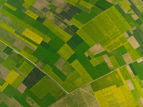 Aerial view of vibrant green and yellow agricultural fields with geometric patterns and narrow dirt paths in the rural landscape of Kushtia Khulna Division Bangladesh. Aerial view of vibrant green and yellow agricultural fields with geometric patterns and narrow dirt paths in the rural landscape of Kushtia Khulna Division Bangladesh.