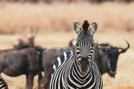 View of a zebra looking at the camera with wildebeests in the background at Welgevonden Game Reserve in Waterberg District Municipality Limpopo South Africa.