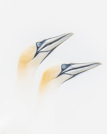 View of two northern gannets with yellow heads and blue eyes looking upwards against a bright white background at the Saltee Islands Ireland. View of two northern gannets with yellow heads and blue eyes looking upwards against a bright white background at the Saltee Islands Ireland.