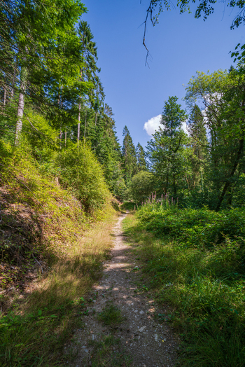 View of a dirt path winding through the lush green woodland of Deer Park with tall trees and dense vegetation under a clear blue sky in Looe Cornwall United Kingdom. View of a dirt path winding through the lush green woodland of Deer Park with tall trees and dense vegetation under a clear blue sky in Looe Cornwall United Kingdom.