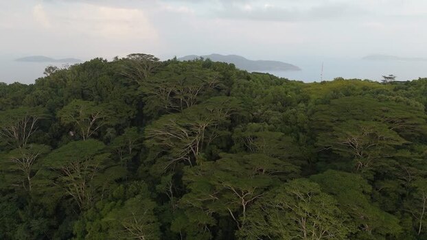 Aerial view of dense tropical forest canopy in Anse Reunion Seychelles.