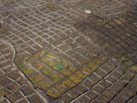 Aerial view of traditional volcanic stone walls protecting vineyards in a grid pattern Biscoitos Azores Portugal. Aerial view of traditional volcanic stone walls protecting vineyards in a grid pattern Biscoitos Azores Portugal.