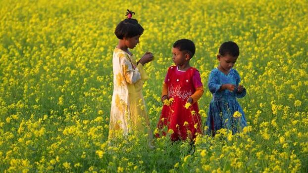 View of children in a mustard field in Bogura Bangladesh. View of children in a mustard field in Bogura Bangladesh.