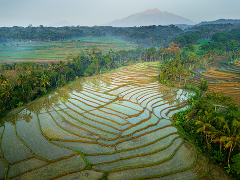 Aerial view of Kemetul rice terraces surrounded by lush palm trees and green fields with a distant mountain under a soft sky in Susukan Central Java Indonesia. Aerial view of Kemetul rice terraces surrounded by lush palm trees and green fields with a distant mountain under a soft sky in Susukan Central Java Indonesia.
