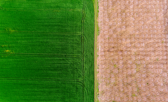 Aerial view of a vibrant green agricultural field adjacent to a dry harvested field separated by a narrow dirt path in Bulgaria. Aerial view of a vibrant green agricultural field adjacent to a dry harvested field separated by a narrow dirt path in Bulgaria.