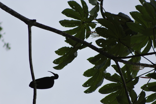 View of a dark bird perched on a branch against a pale sky framed by vibrant green foliage a serene moment captured in the forest Roxana Limón Province Costa Rica. View of a dark bird perched on a branch against a pale sky framed by vibrant green foliage a serene moment captured in the forest Roxana Limón Province Costa Rica.