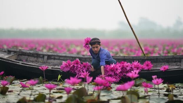 View of a boy picking pink water lilies from a boat Bangladesh. View of a boy picking pink water lilies from a boat Bangladesh.