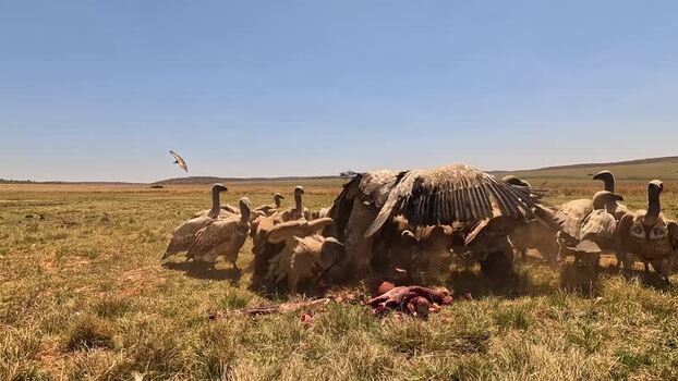 View of vultures feeding on a carcass South Africa. View of vultures feeding on a carcass South Africa.