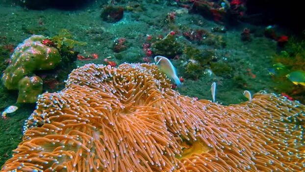 View of clownfish swimming in a sea anemone Indonesia.