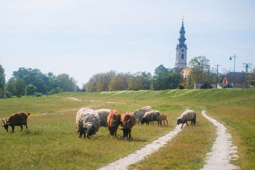 View of sheep and goats grazing in a lush green meadow with a dirt path and a distant church steeple under a clear sky Futog Vojvodina Serbia. View of sheep and goats grazing in a lush green meadow with a dirt path and a distant church steeple under a clear sky Futog Vojvodina Serbia.