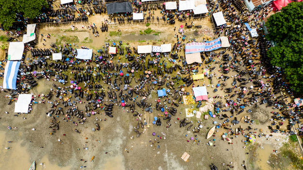 Aerial view of Baish Mowza Sarak Bazar with numerous water buffalo and people gathered under colorful umbrellas at the busy market in Nabinagar Chittagong Division Bangladesh. Aerial view of Baish Mowza Sarak Bazar with numerous water buffalo and people gathered under colorful umbrellas at the busy market in Nabinagar Chittagong Division Bangladesh.