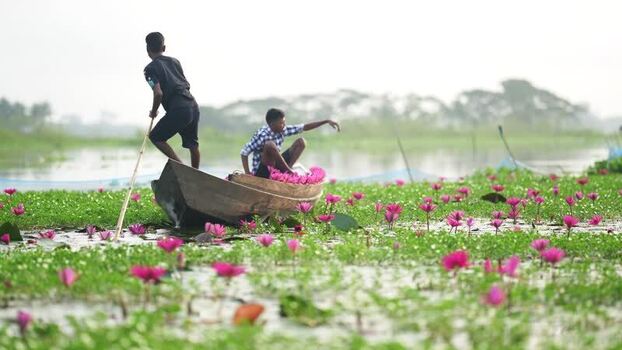 View of men in a boat harvesting water lilies Bangladesh. View of men in a boat harvesting water lilies Bangladesh.