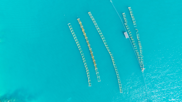 Aerial view of oyster farming nets floating in the turquoise waters of the bay in Angra dos Reis Rio de Janeiro Brazil.