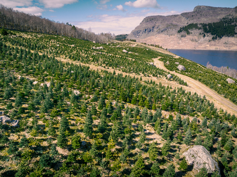 Aerial view of christmas tree plantations with rows of young evergreen trees rocky terrain and a dirt path leading towards a fjord in Hjelmelandsvagen Rogaland Norway.