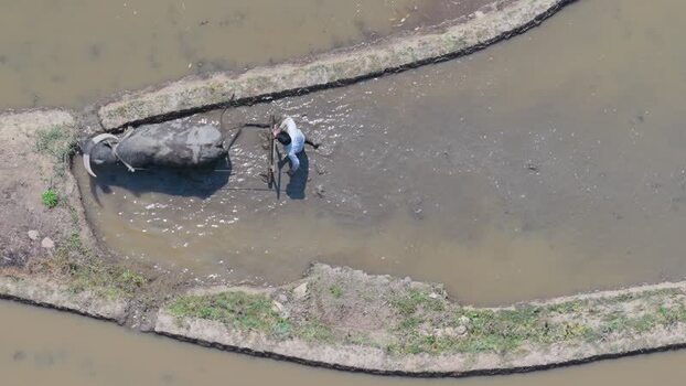 Aerial view of farmer and buffalo China.