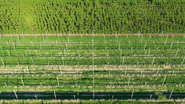 Aerial view of orchard rows in the countryside of Faenza Italy.