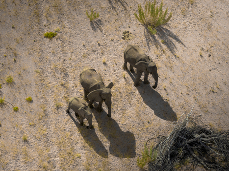 Aerial view of elephants casting long shadows on the arid landscape a testament to life s resilience in the face of the harsh Namibian sun Uis Erongo Region Namibia.