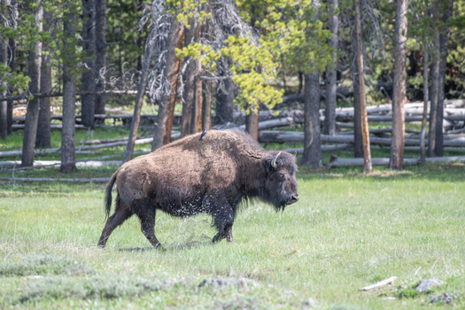 View of a bison walking through a grassy meadow with pine trees in the background at Yellowstone National Park Wyoming United States. View of a bison walking through a grassy meadow with pine trees in the background at Yellowstone National Park Wyoming United States.