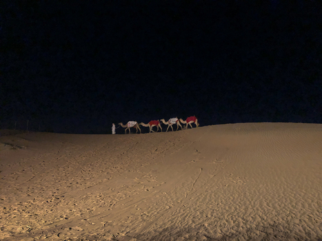 View of a caravan of camels with red saddles walking across sand dunes at night led by a person in traditional white clothing in Dubai Dubai United Arab Emirates. View of a caravan of camels with red saddles walking across sand dunes at night led by a person in traditional white clothing in Dubai Dubai United Arab Emirates.