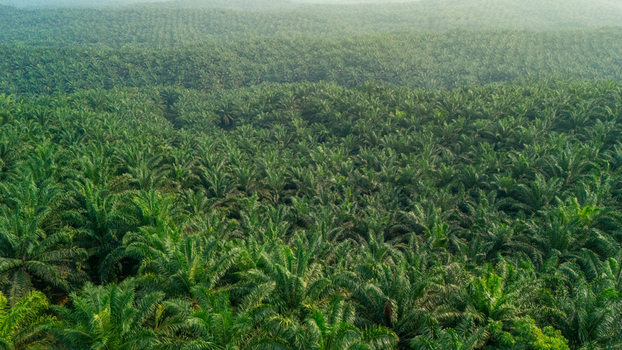 Aerial view of a vast palm oil plantation with rows of lush green palm trees stretching across the landscape under soft morning light in Indonesia.