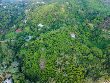 Aerial view of dense green forest canopy with trees blanketing the hilly terrain in a vibrant tapestry of life Quatre Bornes Mahe Island Seychelles. Aerial view of dense green forest canopy with trees blanketing the hilly terrain in a vibrant tapestry of life Quatre Bornes Mahe Island Seychelles.