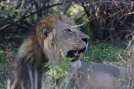 View of a majestic male lion resting in the brush at Tumbeta Private Game Reserve in Thabazimbi Limpopo South Africa.